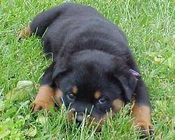 monti - Rottweiler Mâle (18 ans)