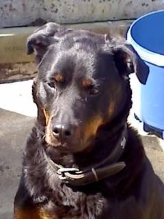 Iris - Rottweiler (8 ans)