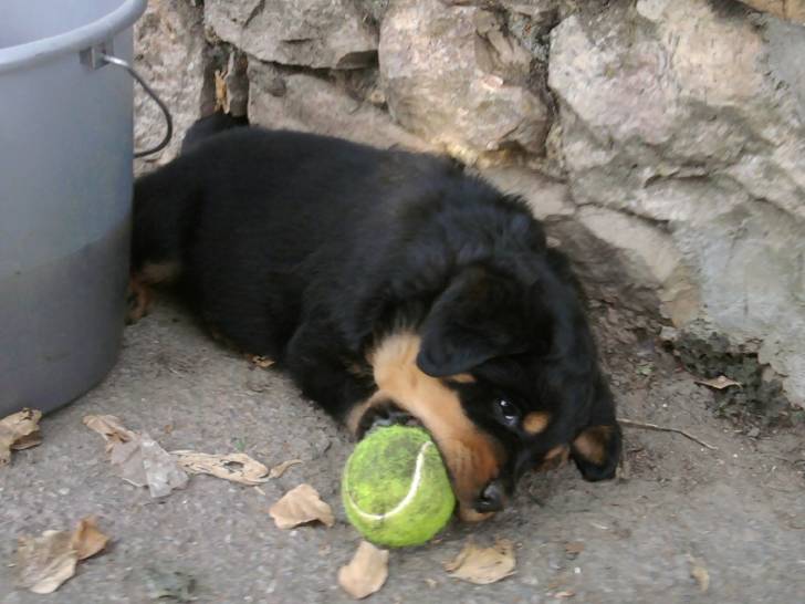 Flash - Rottweiler Mâle (2 ans)