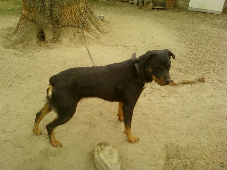 Droopy - Rottweiler (3 ans)