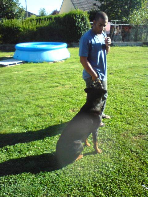 etna - Rottweiler (3 ans)