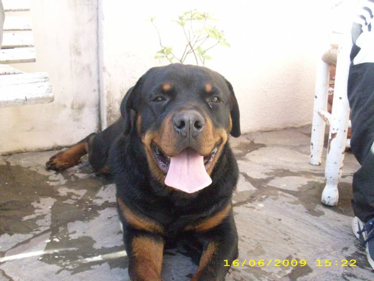 Milo - Rottweiler Mâle (3 ans)