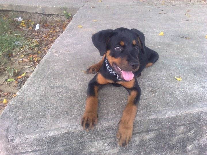 Kira - Rottweiler (2 mois)