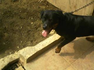 Lara - Rottweiler (1 mois)