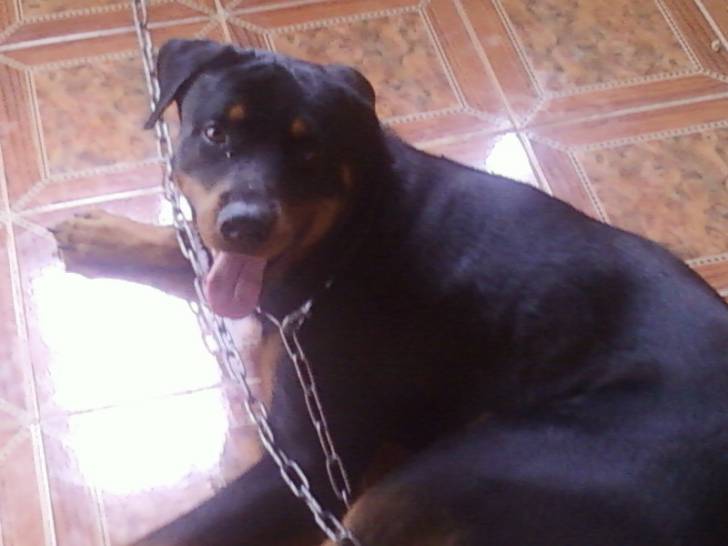 danko - Rottweiler Mâle (6 mois)