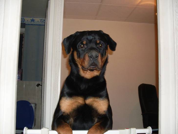 folken - Rottweiler Mâle (1 an)