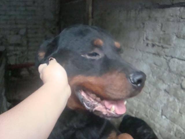Max - Rottweiler Mâle (10 ans)