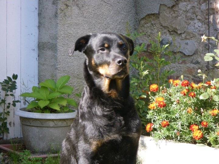 Saïka - Rottweiler (8 ans)