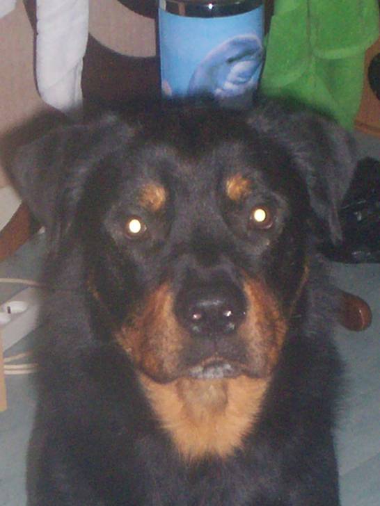 bosco - Rottweiler Mâle (2 ans)