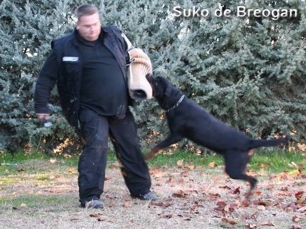 suko de breogan - Rottweiler Mâle (8 ans)