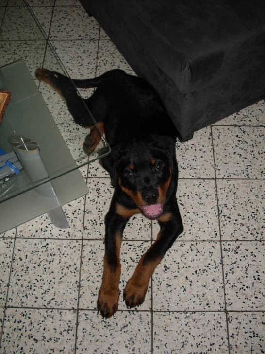 triniti - Rottweiler (4 mois)