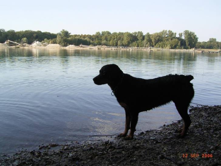 Syrah - Rottweiler (11 ans)