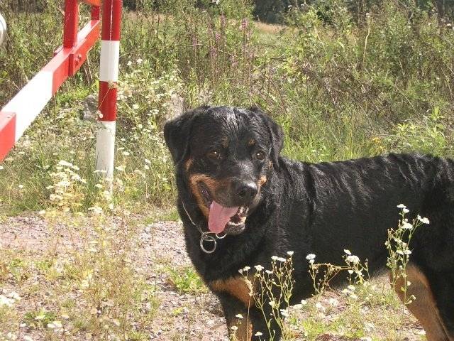 Syrah - Rottweiler (11 ans)