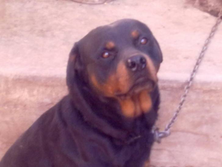 tobi - Rottweiler Mâle (2 ans)