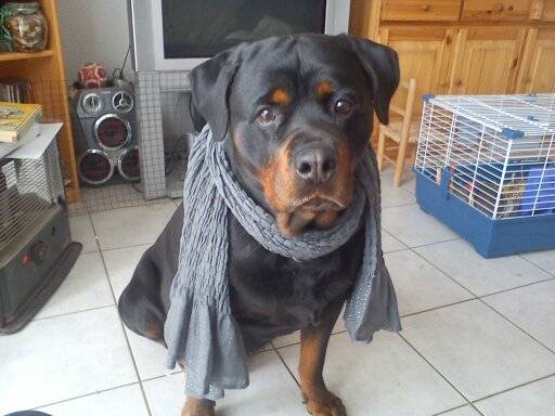 Uran - Rottweiler Mâle (9 ans)