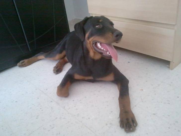 HOLLY - Rottweiler (6 mois)