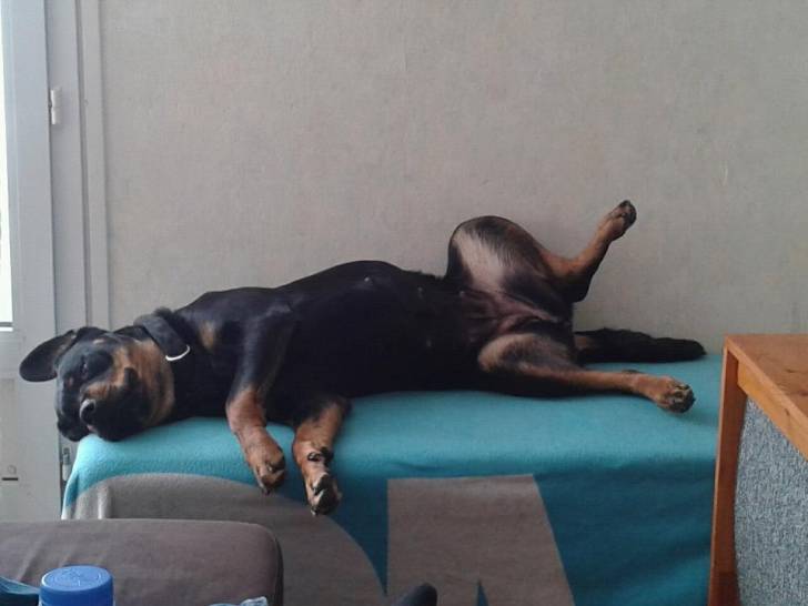 Louna - Rottweiler (2 ans)