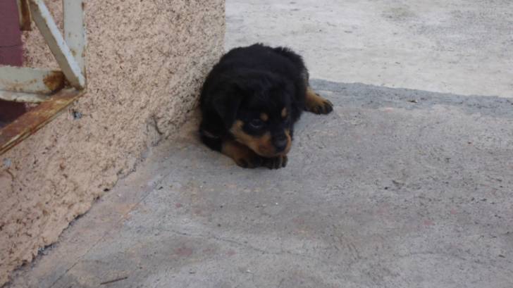 danger - Rottweiler
