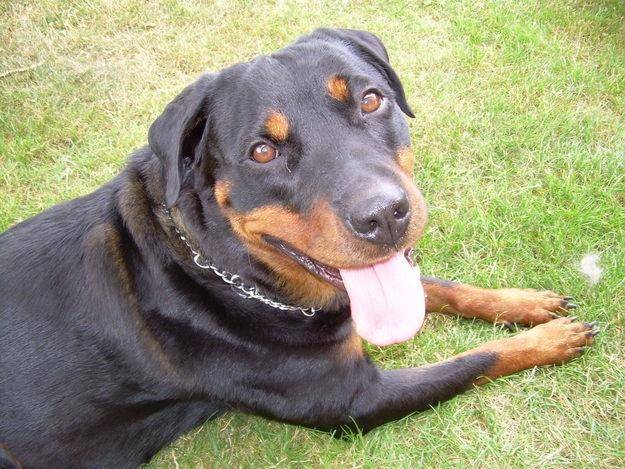 dark - Rottweiler Mâle (1 an)