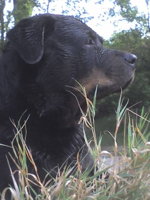 Djha - Rottweiler Mâle (9 ans)
