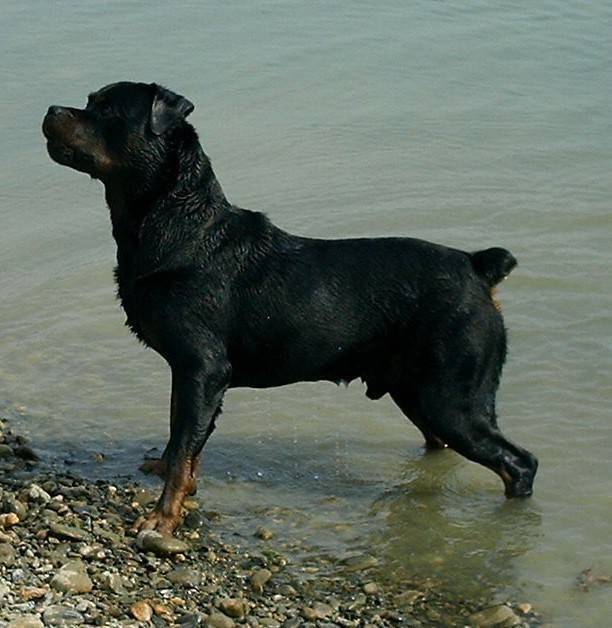 Oxmo - Rottweiler Mâle (11 ans)