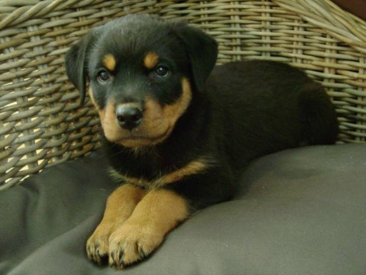 James - Rottweiler Mâle (11 mois)