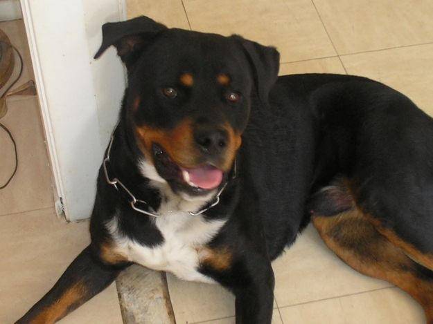 Tisson - Rottweiler Mâle