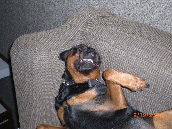 roxy - Rottweiler (8 ans)