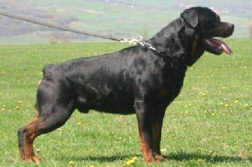 boujig - Rottweiler Mâle (3 ans)