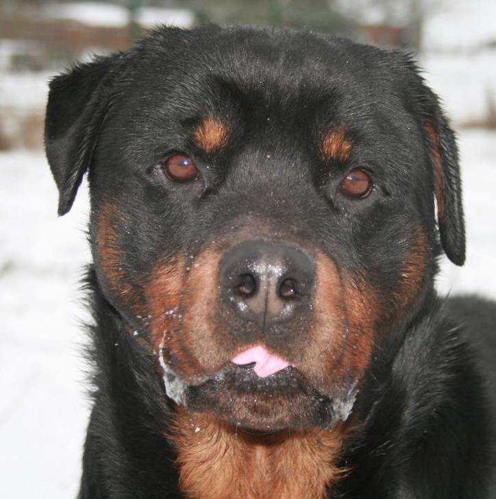 Bhaldo - Rottweiler Mâle (4 ans)
