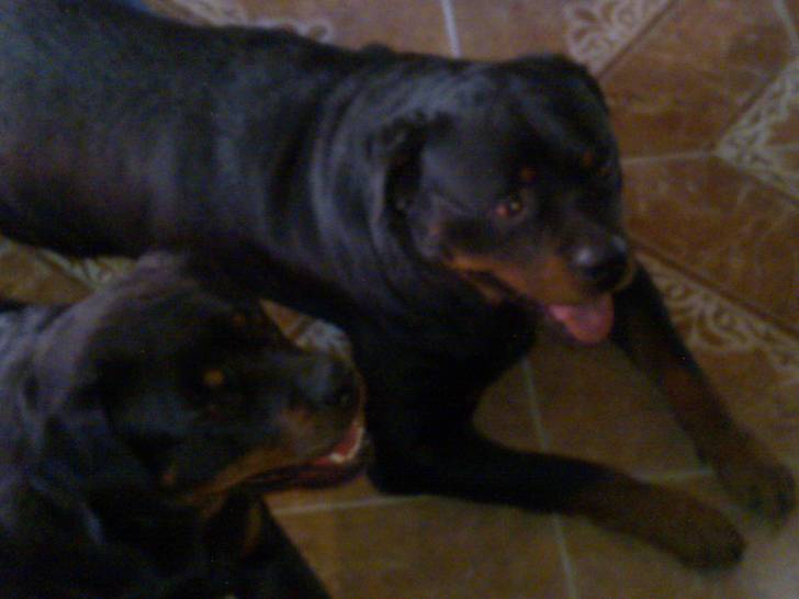 Goliat,y Sharon - Rottweiler