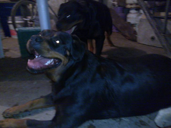 Goliat y Sharon - Rottweiler
