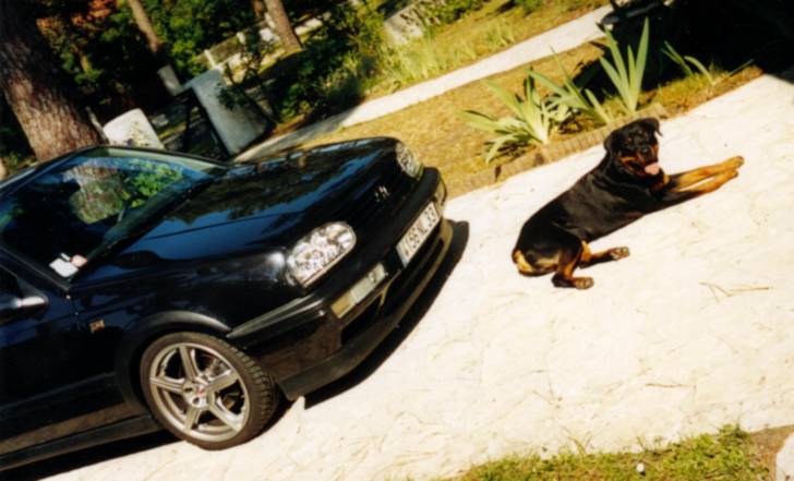 Rodhes du Temple D'Adranos - Rottweiler Mâle (6 ans)