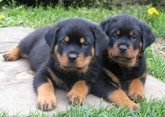Bazil & Alfie - Rottweiler Mâle (4 mois)
