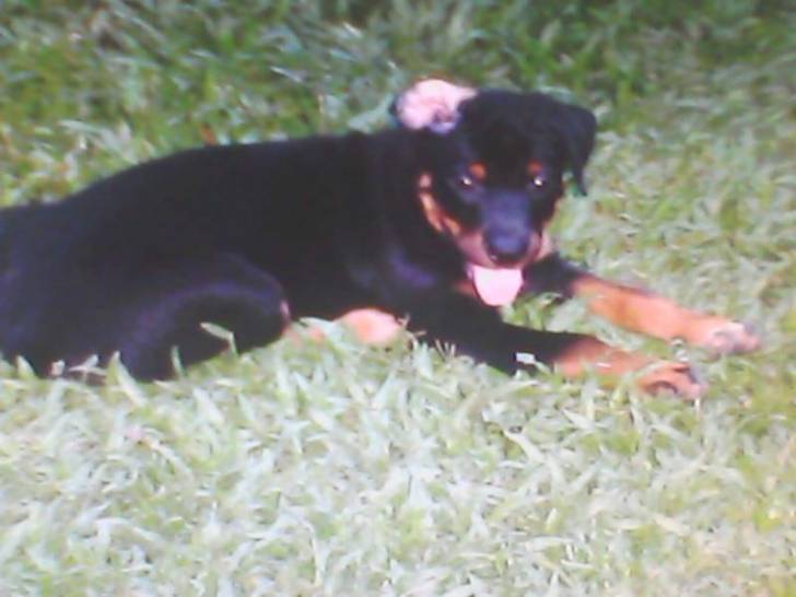 Bear - Rottweiler Mâle (6 mois)