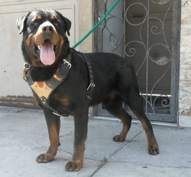 En memori de Roki - Rottweiler Mâle (12 ans)