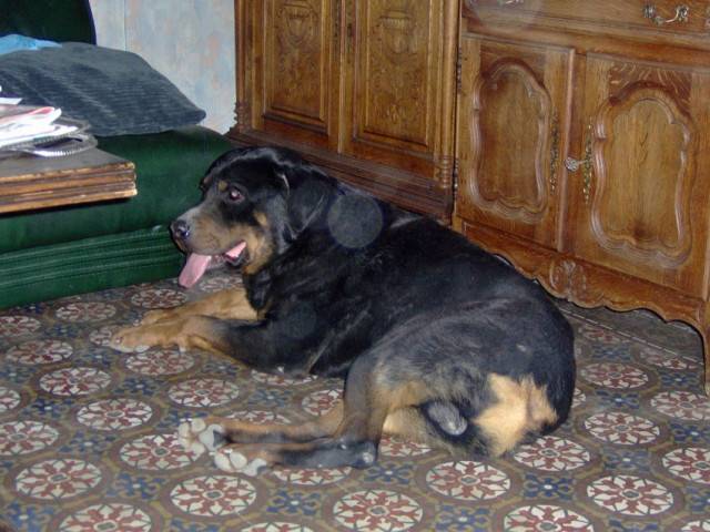 snake - Rottweiler Mâle (6 mois)