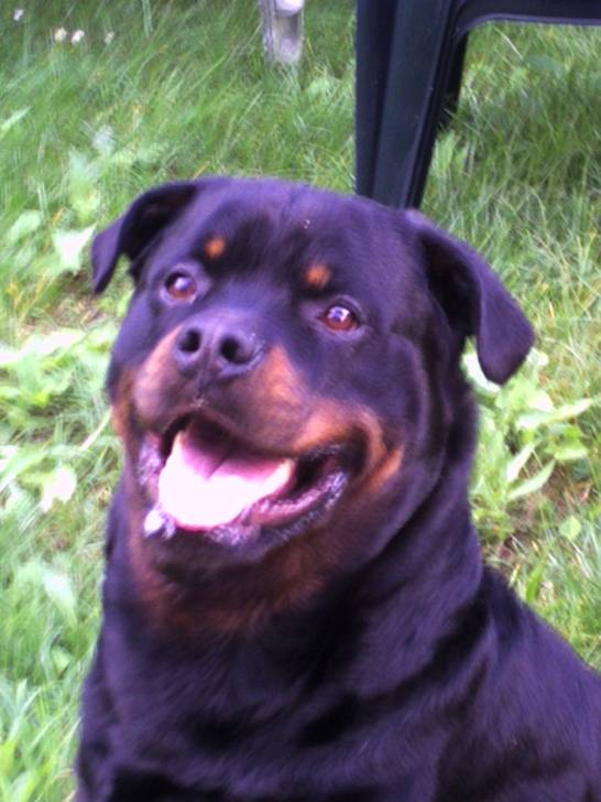MAX - Rottweiler Mâle (9 ans)