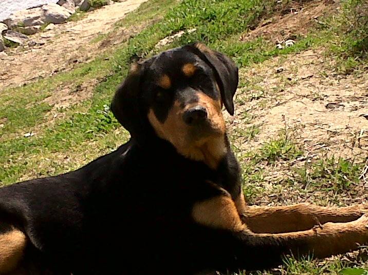 BELLE - Rottweiler (4 mois)