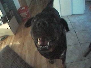 roxy - Rottweiler (9 mois)