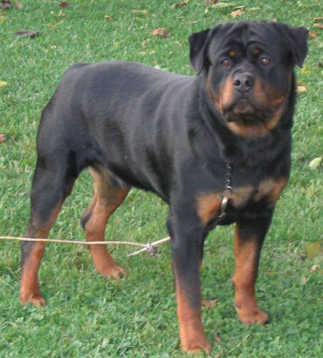kool - Rottweiler Mâle (2 ans)