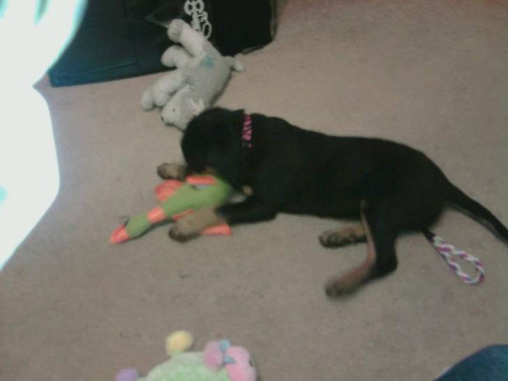 tinker bell - Rottweiler (2 ans)