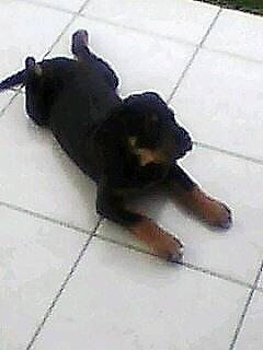al - Rottweiler Mâle (7 mois)