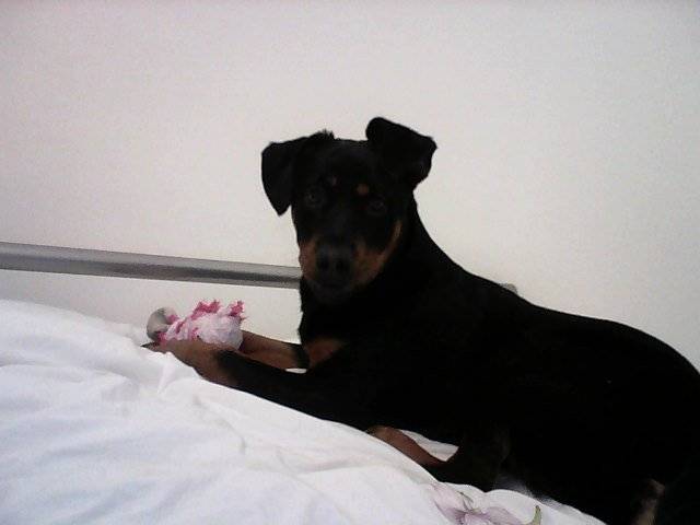 Bella - Rottweiler (10 mois)