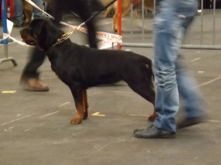 Taïga - Rottweiler (3 ans)