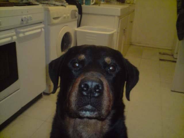 spud - Rottweiler Mâle (6 ans)