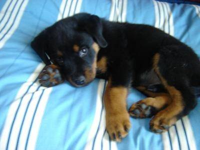 aya - Rottweiler (5 mois)