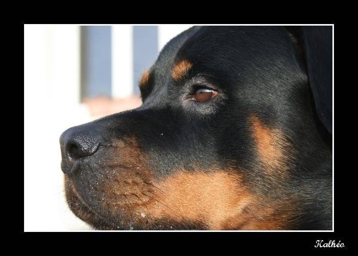 chapcous - Rottweiler Mâle (3 ans)