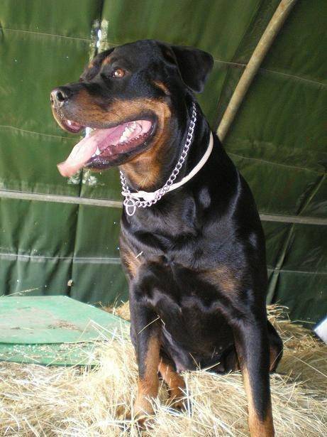 Yuna - Rottweiler (5 ans)