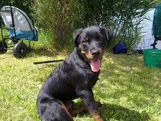 Ayco - Rottweiler Mâle (11 mois)